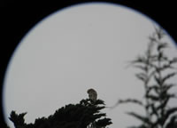 Red-shouldered hawk; no, that's not the moon, it's the telescope viewfinder